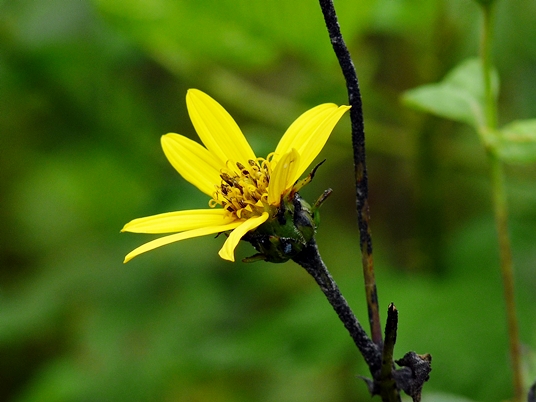 {Helianthus divaricatus}